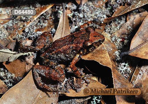 Greenhouse Frog (Eleutherodactylus planirostris)